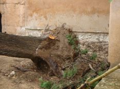 La base del ciprés que ha caído a consecuencia del viento. // CharryTV