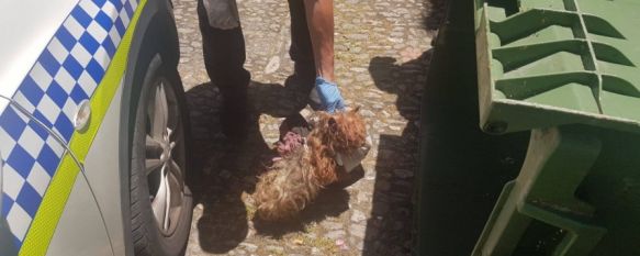 Los agentes hallaron al animal atado a una bolsa de basura que superaba varias veces su tamaño. // Policía Local Ronda 