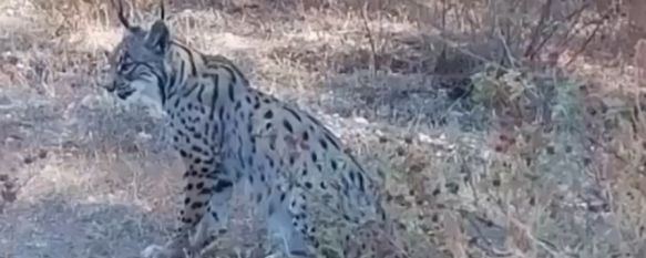 La Junta de Andalucía niega que las imágenes del lince se ubicaran en Júzcar, Tras analizar el vídeo difundido por la Fábrica de Hojalata el ente regional concluye que la vegetación que acompaña al animal pertenece a la provincia de Sevilla, 30 Jun 2020 - 19:13