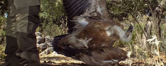 Silvema denuncia la amenaza que sufren los buitres en la comarca, En los últimos días la organización ha identificado los restos mortales de dos de estas aves necrófagas y reprocha el descuido de administraciones ambientales, 08 Sep 2020 - 19:11