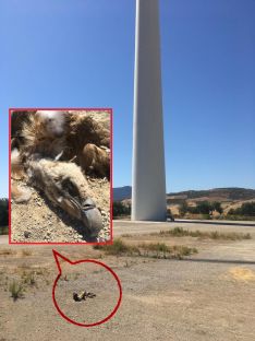 Silvema descubrió el cadáver abandonado de un buitre leonado junto a un aerogenerador. // Silvema Serranía de Ronda - Ecologistas en Acción