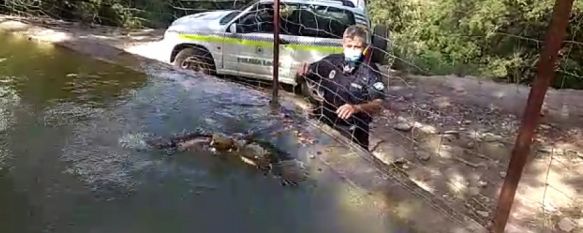 Uno de los agentes trata de rescatar al águila calzada atrapada en la alberca. // CharryTV