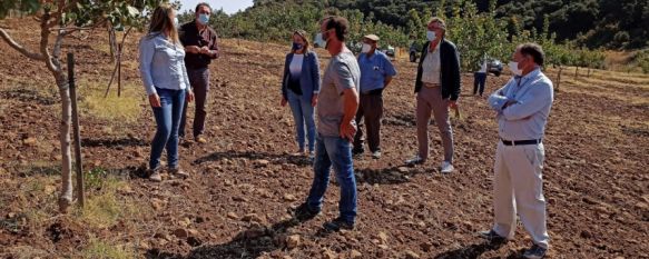 La empresa Ronda Pistachos obtiene su primera cosecha cinco años después de su creación, La compañía cuenta con 14 hectáreas de cultivo en una finca de la pedanía de Los Prados, y dispone de una fábrica transformadora del producto

, 01 Oct 2020 - 17:55