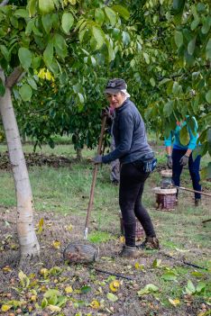 Nueces de Ronda da empleo directo a una veintena de trabajadores de la comarca. // Nueces de Ronda