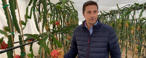 La pitaya comienza a dar sus frutos en La Indiana, El economista rondeño Pedro Dúctor posee 1.500 plantas de esta fruta tropical cuyas propiedades han despertado el interés del consumidor europeo, 21 Oct 2020 - 18:51