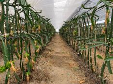 Dúctor recurre a máquinas de calor para evitar que las bajas temperaturas afecten al crecimiento de la pitaya. // Nacho Garrido