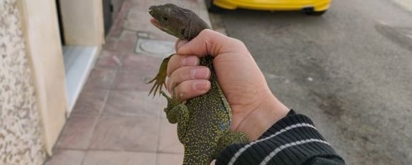 El rondeño Braulio Codes rescata un lagarto ocelado, El reptil, una especie en peligro de extinción, se encontraba atrapado debajo de un coche aparcado en la Barriada de San Rafael y podría haber sido atropellado, 06 Nov 2020 - 13:16