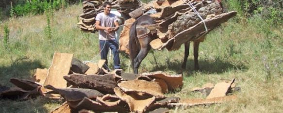 El Ayuntamiento de Ronda logra cubrir gastos con la venta del corcho, Una empresa portuguesa adquiere la producción por 366.516 euros, 221.767 menos de lo previsto en la primera licitación, que se saldó sin ofertas, 16 Nov 2020 - 17:40