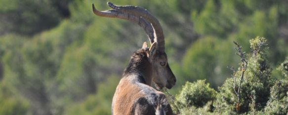 La extensión de su pinsapar y su fauna, principales valores medioambientales del futuro parque nacional. // Desarrollo Sostenible