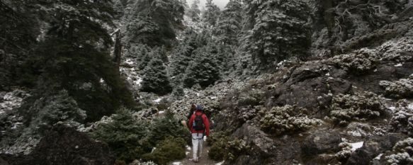 La singular fauna y vegetación de Sierra de las Nieves hará realidad su catalogación como Parque Nacional. // Consejería de Agricultura, Ganadería, Pesca y Desarrollo Sostenible