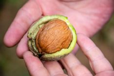 Las nueces, de diversas variedades, se cultivan en el nogueral más antiguo de España. // Nueces de Ronda