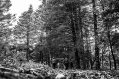 Su amplio pinsapar es uno de los principales atractivos del parque natural. // Actividades en Sierra de las Nieves