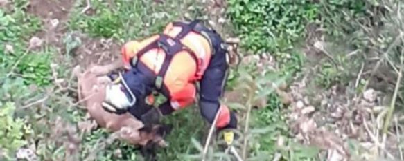 Los efectivos del Parque de Bomberos de Ronda hallaron al animal en buen estado. // Consorcio Provincial de Bomberos