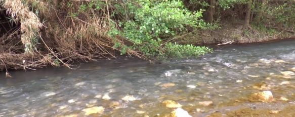 En cada cuenca se harán unos muestreos de biodiversidad fluvial sobre sus microrganismos,  macroinvertebrados y peces. // Grupo de Trabajo Valle del Genal