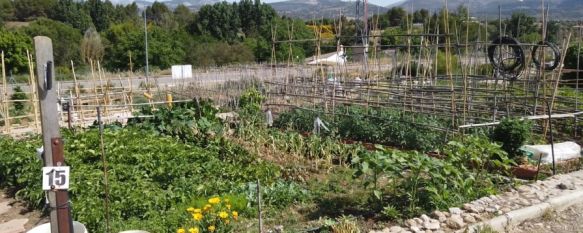 Todas las huertas están plantadas y en unas semanas comenzará la recogida de los frutos con variedades de la zona.  // CharryTV