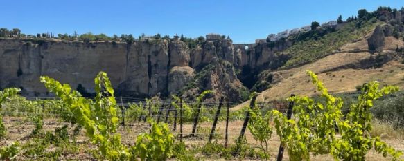 Los viñedos de Samsara Wines acogieron el verano de 2018 los conciertos de Ronda suena en la viña. // Manolo Guerrero