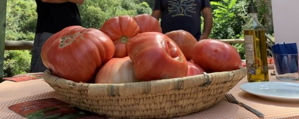 De la huerta a la mesa: La recuperación del tomate rosa de La Indiana, Seis productores agrícolas de la Serranía se involucran en un proyecto piloto para fomentar el consumo de un producto que destaca por sus cualidades culinarias, 10 Aug 2021 - 17:26