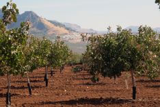 El cultivo de pistachos resiste el intenso frío del invierno y las altas temperaturas del verano. // Ronda Pistachos