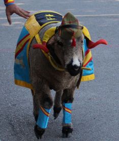 El carnero de la X Bandera, durante el desfile.  // Manolo Guerrero 