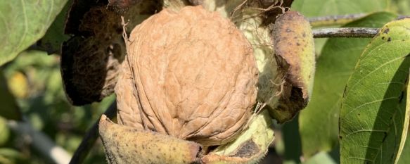 Nueces de Ronda espera cosechar alrededor de 50 toneladas esta campaña, La sequía de los últimos meses y las altas temperaturas veraniegas no han sido óbice para que el fruto logre una calidad óptima, como trasladan desde la Finca La Molinilla, 15 Oct 2021 - 08:22