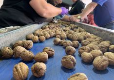 En la planta de procesado se descartan las nueces vanas o con enfermedades. // Nacho Garrido