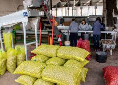 Las nueces se envasan en bolsas de rafia de, en algunos casos, hasta 20 kilos.  // Nueces de Ronda