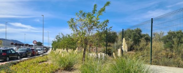 El PSOE quiere frenar la propagación de especies invasoras en Ronda, El Grupo Municipal Socialista teme que la importante presencia de estas plantas en la ciudad dañe los monumentos o provoque problemas de salud, 21 Oct 2021 - 17:02