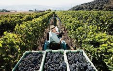 El viñedo se encuentra en la finca Sanguijuela  // Bodegas F. Schatz