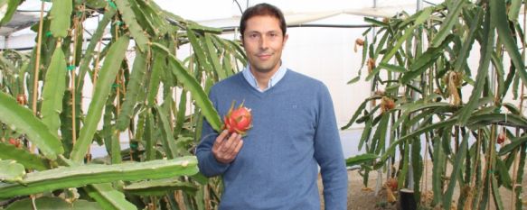 Dúctor cultiva dos tipos de pitaya: ambas con el exterior rojo, unas con la pulpa roja y otras blanca, en las que el sabor difiere muy poco. // María José García