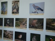 Aves de la Serranía fotografiadas por Juan Luis Muñoz. // CharryTV