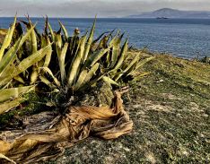 Tirador camuflado entre la vegetación autóctona de la zona // Miguel Temprano