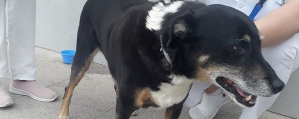 Travis: El perro que llegó al Hospital Comarcal desde Faraján en busca de su dueña, El agente Rafael Conde encontró a la mascota en las inmediaciones de Urgencias, donde poco antes una ambulancia había llevado a su propietaria, 29 Apr 2022 - 09:36