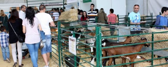 Los partidos de la oposición temen la desaparición de la Real Feria de Mayo de Ronda, PSOE, IU y Contigo Ronda piden explicaciones al equipo de Gobierno , 20 May 2022 - 10:40