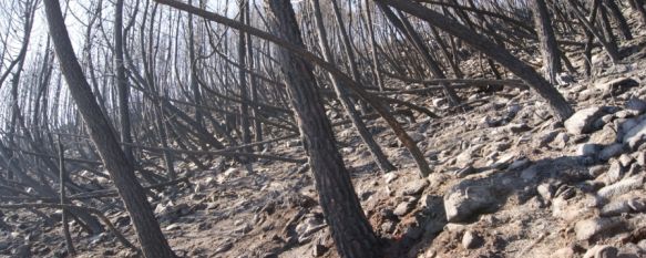 La Junta cree que el incendio de Pujerra no ha sido provocado, Este mediodía se ha desactivado el nivel 2 de emergencia en el incendio forestal, 06 Feb 2012 - 18:04