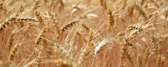 La tonelada de trigo rondeño se está vendiendo en menos de 500 euros.  // CharryTV