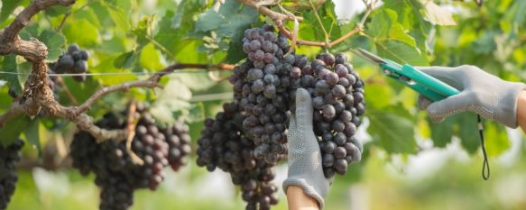 Las bodegas de la comarca han recogido en torno al 60% de su producción, Las altas temperaturas no han hecho mella en la salud de las uvas, en un año sin plagas y en el que se espera obtener 1,3 millones de kilos de este fruto, 12 Sep 2022 - 11:52