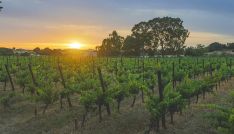 Las bodegas esperan obtener en torno a 1,3 millones de kilos de uvas, con datos dentro de la media de las últimas vendimias. // Hotel Bodega El Juncal