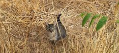 En la zona habitan 32 gatos, dos de los cuales no habrían sido esterilizados, según el control que llevan las protectoras sobre estas colonias. // CharryTV