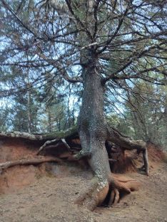 Este espacio ofrece imágenes tan insólitas como la de las raíces al descubierto de este pinsapo // CharryTV