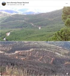 Antes y después de la sierra tras los incendios que se han producido en el último año // Plataforma Sierra Bermeja Parque Nacional