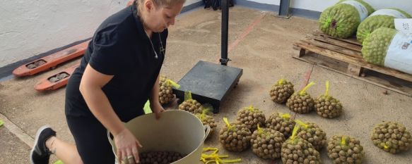 Una trabajadora pesa y envasa las primeras nueces en redes  // Paloma González 