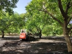 Una máquina hace temblar el árbol provocando una 