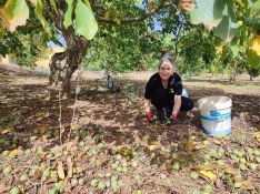 Una vez en el suelo, se recogen los frutos de manera manual  // Paloma González