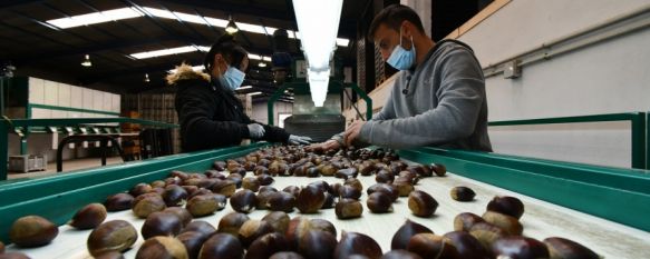 Los productores llevan sus castañas a las cooperativas de primer grado de Pujerra y de Jubrique, donde se hace un precalibrado del fruto. // José Antonio Gallardo Los productores llevan sus castañas a las cooperativas de primer grado de Pujerra y de Jubrique, donde se hace un precalibrado del fruto. // José Antonio Gallardo