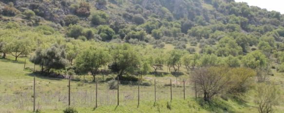 Muere un cazador de Ronda tras sufrir un disparo fortuito , La víctima, de unos 60 años, se encontraba de cacería en la Sierra de Marmolejo , 03 Nov 2022 - 18:10