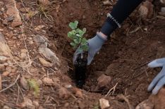 Ambas instituciones han firmado un convenio en el que se establece que la colaboración para la reforestación durará 5 años // José Antonio Gallardo