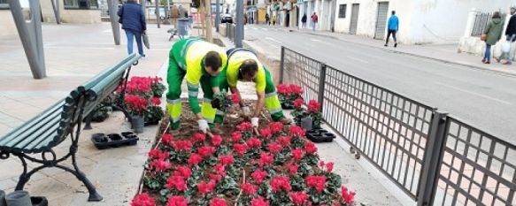 La decoración floral cambia a especies navideñas en distintos puntos de la ciudad, El cambio contará con una inversión de aproximadamente 12.000 euros , 21 Nov 2022 - 18:38