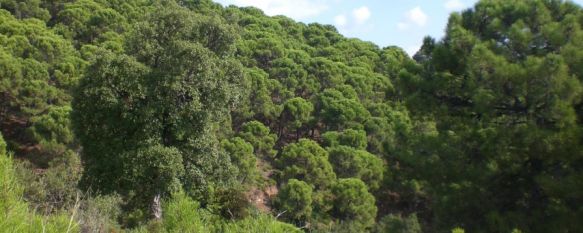 Cinco jóvenes resultan heridos tras caer por un desnivel con un todoterreno en Altabacales, El accidente tuvo lugar el sábado en una pista forestal de la Sierra de las Nieves, 12 Feb 2012 - 01:26