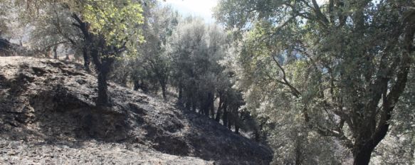 La Diputación pretende reforestar 150 hectáreas de la zona afectada. // CharryTV