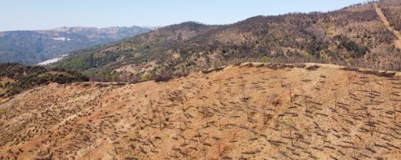 La zona afectada es la que fue repoblada tras la firma de un convenio de colaboración entre IKEA Málaga y el consistorio jubriqueño para reforestar este espacio durante cinco años.  // Serranía Comunicación